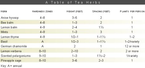 Herbs for Teas Image